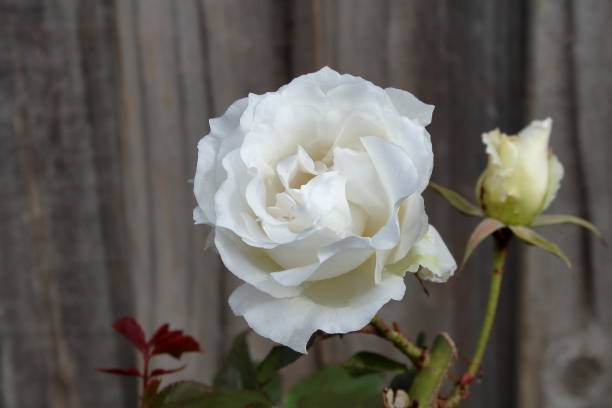 White Rose 'Margret Merril' stock photo