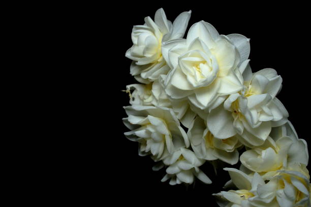 White Jonquil flowers. stock photo
