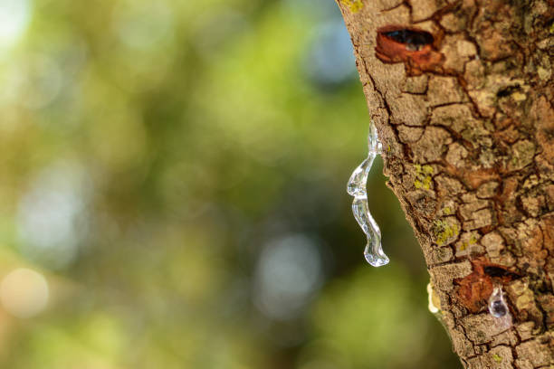 istock Selective focus on the big mastic drop brighten and twinkle in the sunlight on the bright bokeh backround. Close up of mastic oozes in tears out of the branch of a mastic tree. Chios island, Greece. 1423007012