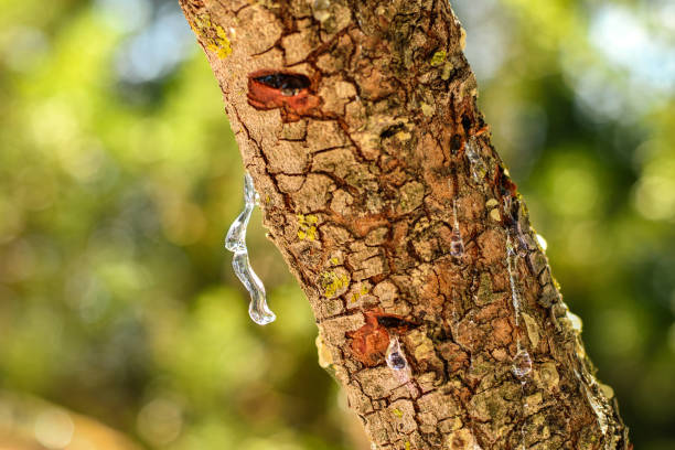 istock Selective focus on the big mastic drop brighten and twinkle in the sunlight on the bright bokeh backround. Close up of mastic oozes in tears out of the branch of a mastic tree. Chios island, Greece. 1423007101