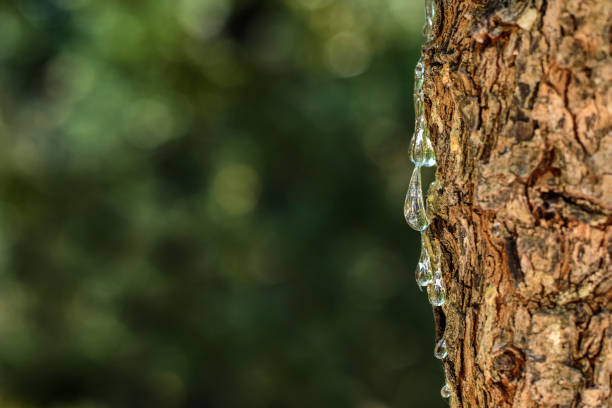 la focalisation sélective sur les grosses gouttes de mastic suinte dans les larmes de la branche d’un arbre à mastic. le mastic de résine s’éclaircit et scintille à la lumière du soleil. beau fond bokeh. chios, grèce. - tree resin photos et images de collection