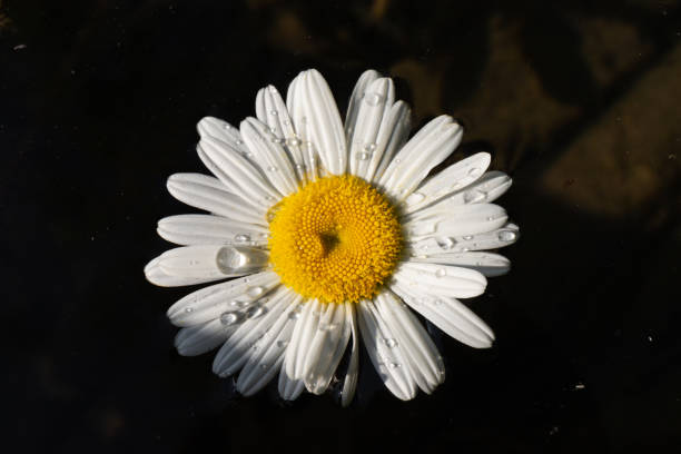 istock Daisy chamomile flowers on wooden background. View with copy space 1423008145