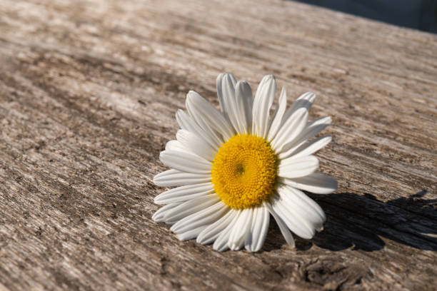 Daisy beautiful chamomile flowers on wooden garden table. Top view with copy space