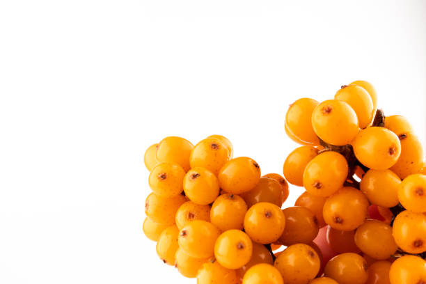 Sea-buckthorn yellow berries branch on a white background