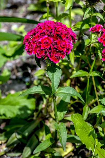 istock turkish carnation flowers on a blurred background 1423010208