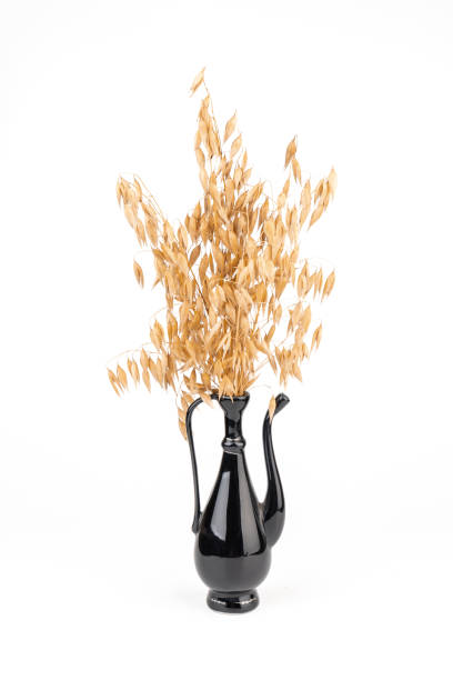 istock oat spike or ears isolated on white background close-up 1423011514