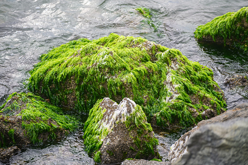 Green algae on a stone by the seashore.