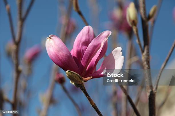 Fleur De Magnólia - Fotografias de stock e mais imagens de Ao Ar Livre - Ao Ar Livre, Arbusto, Beleza