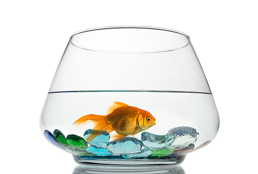 Fish in glass fishbowl isolated on white background