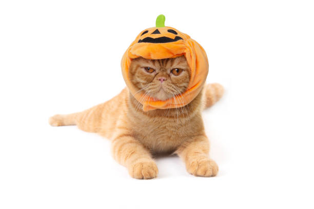 istock Cute scottish fold cat wearing pumpkin hat lay down on white background. 1423014215