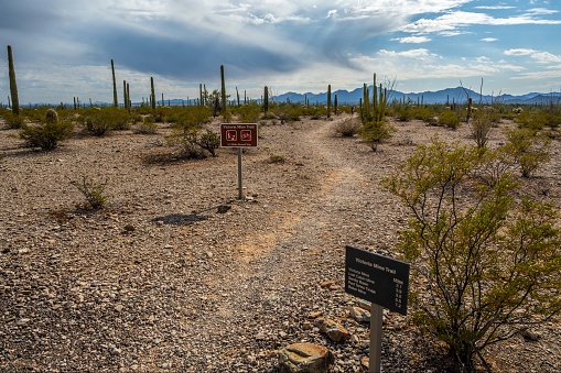 Organ Pipe NM, AZ, USA - Jan 22, 2022: The different kinds of trials going to its scenic destination