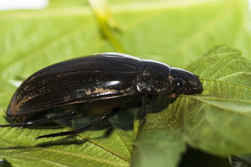 beetle floater on a leaf