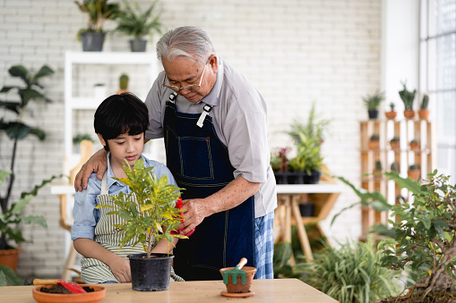 Grandfather gardening and teaching grandson take care  plant indoors