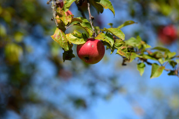 가을의 화창한 날에 녹색 잎이있는 나무에 빨간 사과 - rosa arkansana 뉴스 사진 이미지