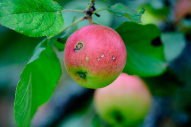 istock red apples on a tree with green leaves on a sunny day in autumn 1423016305