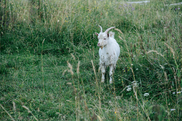 little baby goat standing on a grassy meadow, overtaken by patchy grass - overtaken imagens e fotografias de stock