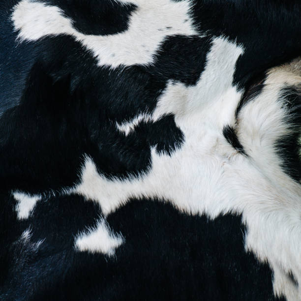 istock Square image of a cow hide texture. It has a black color with white spots. 1423018371
