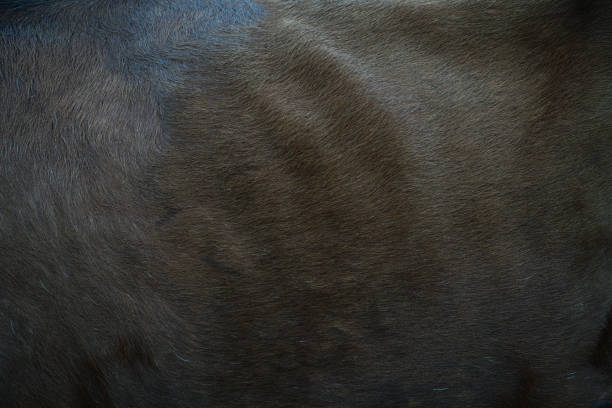 istock Beige brown cow hide texture. It has uniform color 1423018417