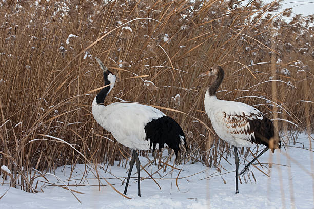 Red-crowned Cranes stock photo