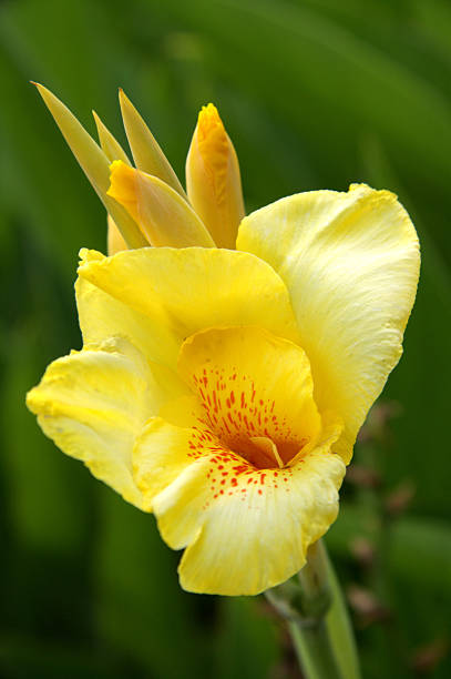 Yellow Lily stock photo