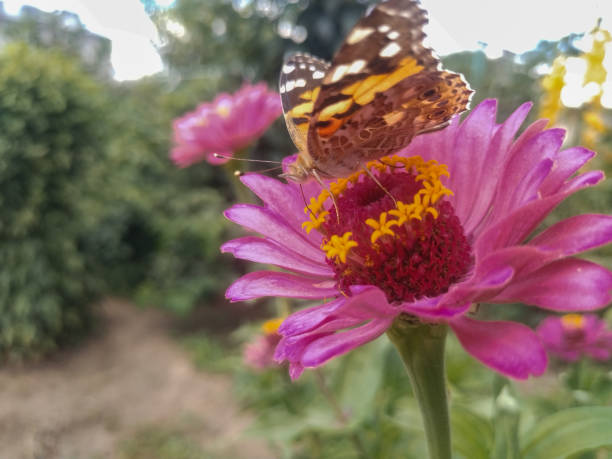 Big butterfly on a flower. Nature garden vegetable garden. Insect stock photo