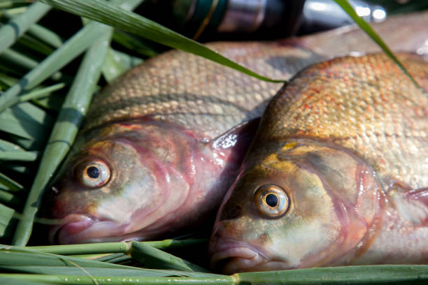 istock Close up view of big freshwater common bream fish on keepnet. 1423019952