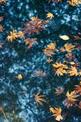 Yellowed and fallen plane tree leaves in the still water of the waterfall