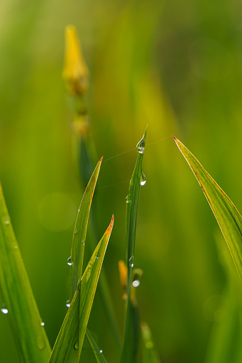 Sugar Cane leaves with dew early in the morning. Feeling of freshness and purity