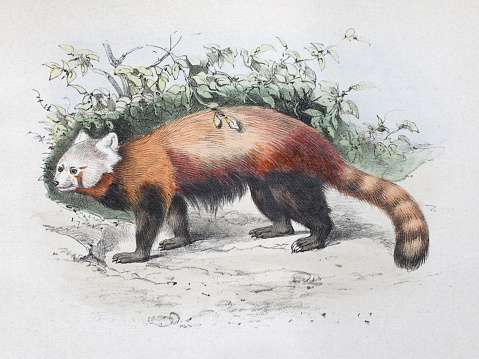 Vintage color illustration - Red panda or lesser panda (Ailurus fulgens)