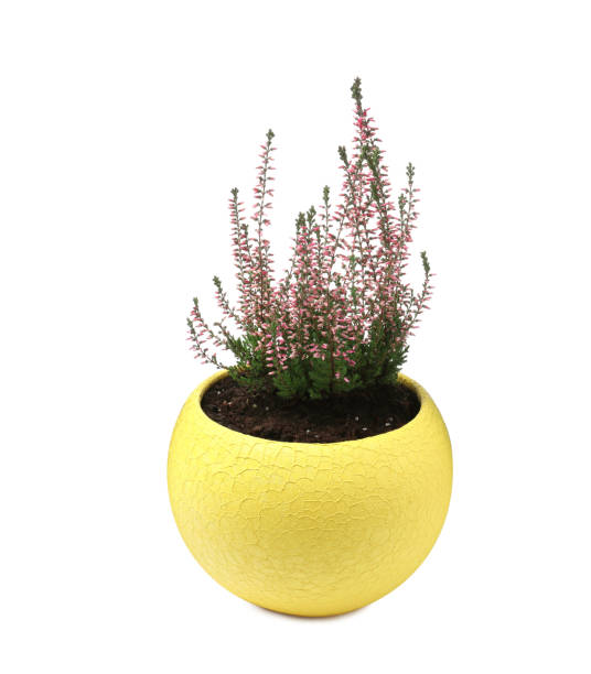 istock Beautiful heather in flowerpot isolated on white 1423021596
