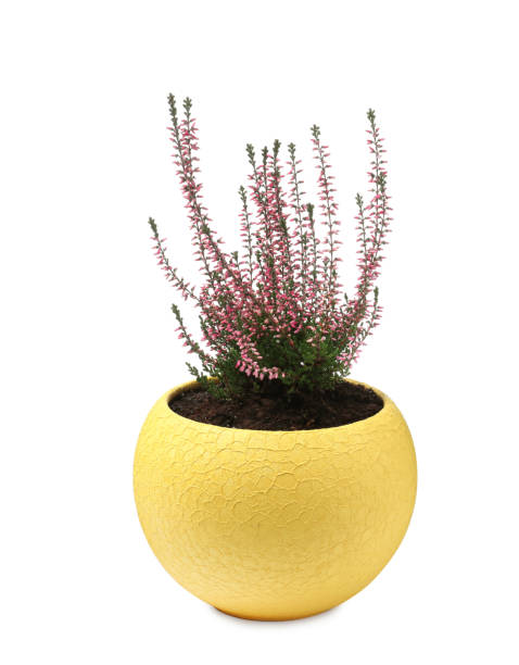 istock Beautiful heather in flowerpot isolated on white 1423021597