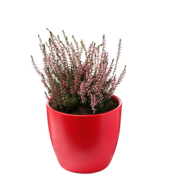 istock Beautiful heather in flowerpot isolated on white 1423021727