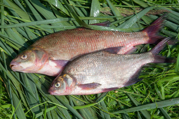 istock Two big freshwater common bream fish on green reed. 1423022213