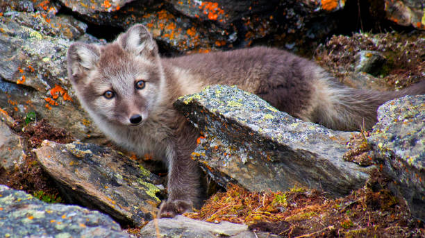 Arctic Fox, Nordvest-Spitsbergen National Park, Arctic, Svalbard, Norway Arctic Fox, Vulpes lagopus, Signehamna Harbor, Nordvest Spitsbergen National Park, Krossfjord, Arctic, Spitsbergen, Svalbard, Norway, Europe white fox stock pictures, royalty-free photos & images