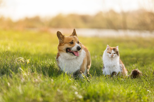 fluffy friends a cat and a corgi dog are sitting in a meadow on a sunny summer day