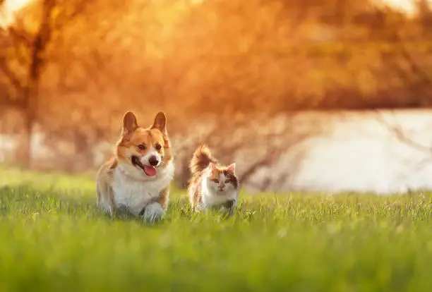 Photo of fluffy friends a cat and a corgi dog run merrily and quickly through a blooming meadow on a sunny day