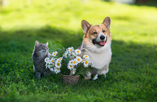 friends animals a cat and a corgi dog are sitting on a green sunny meadow with a basket of white daisies