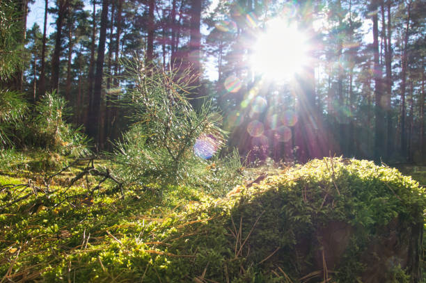 istock Coniferous forest in autumn with moss on the forest floor and warm autumn light 1423027082