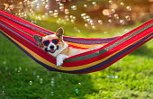 istock cute corgi dog puppy lies in a hammock in a sunny summer garden on a hot day surrounded by soap bubbles 1423027099
