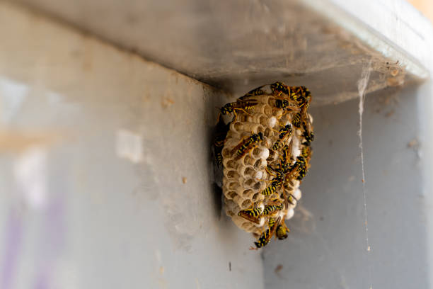 istock wasp nest on a metalic panel in a suburban house. 1423027684