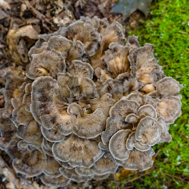 hen-of-the-woods (maitake, grifola frondosa)는 나무 밑에서 자라는 폴리 포어 버섯입니다. - 잎새버섯 뉴스 사진 이미지