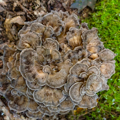 Hen-of-the-woods (Maitake, Grifola frondosa)  is a polypore mushroom that grows at the base of trees. Popular type of tasty edible mushrooms