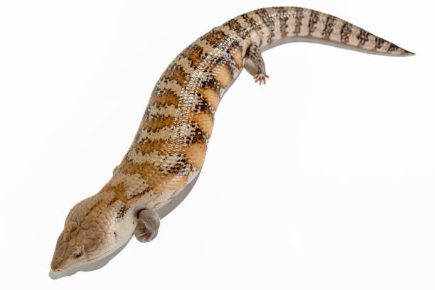 istock Skink lizard (family Scincidae) while feeding their favorite food - an egg. 1423027791