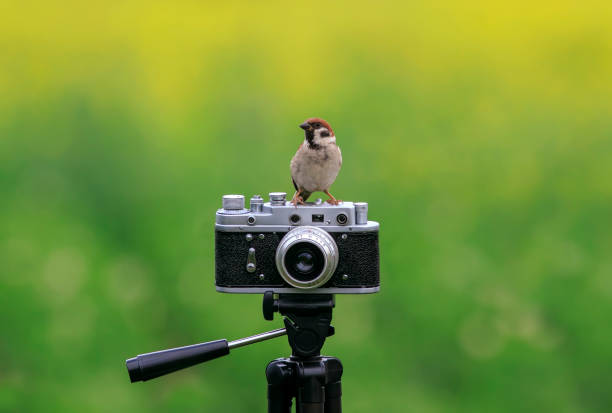 istock sparrow bird is sitting in a spring garden on a vintage retro camera 1423027983