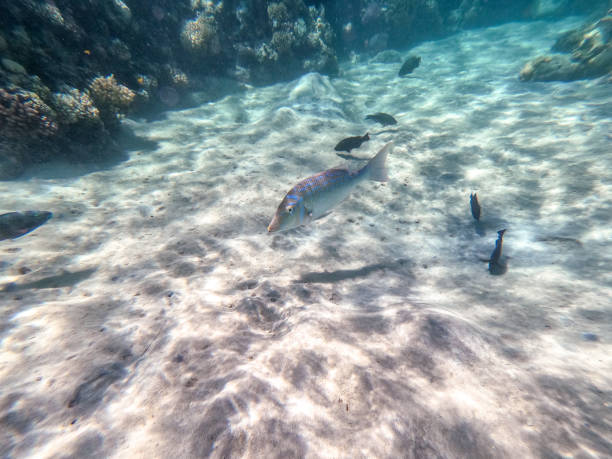 istock Spangled Emperor fish (Lethrinus Nebulosus) on his coral reef in the Red Sea, Egypt. 1423028771
