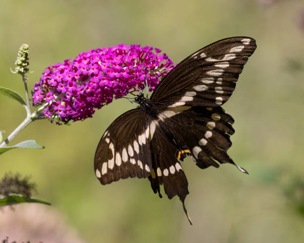 istock Giant Swallowtail nectaring on butterfly bush - Grand Bend, Ontario, Canada 1423028813