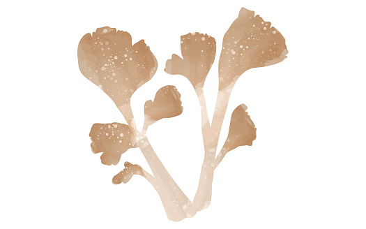 Autumn taste, simple illustration of mushrooms Maitake