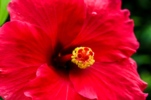 Hibiscus moscheutos, commonly known as hardy hibiscus, swamp mallow or rose mallow, is a vigorous, rounded, shrubby, hairy-stemmed perennial of the mallow family. \nShowy, dinner plate-sized, hollyhock-like flowers have five white, creamy white or pink petals with reddish-purple to dark crimson bases which form a sharply contrasting central eye. Each flower has a showy central staminal column of white to pale yellow anthers.