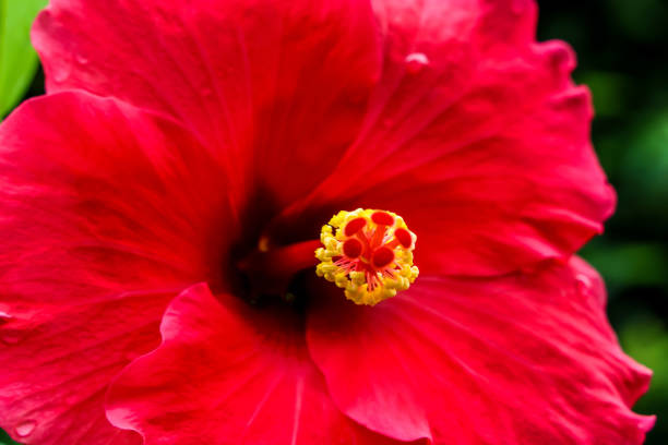 Close up hibiscus stock photo