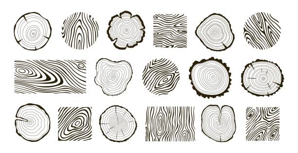 illustrations, cliparts, dessins animés et icônes de textures de bûches de bois. concepts de bois graphiques, cercles de bois vue de dessus. contour vintage anneaux d’arbres souches, arbres coupés structure racée collection vectorielle - plein cadre